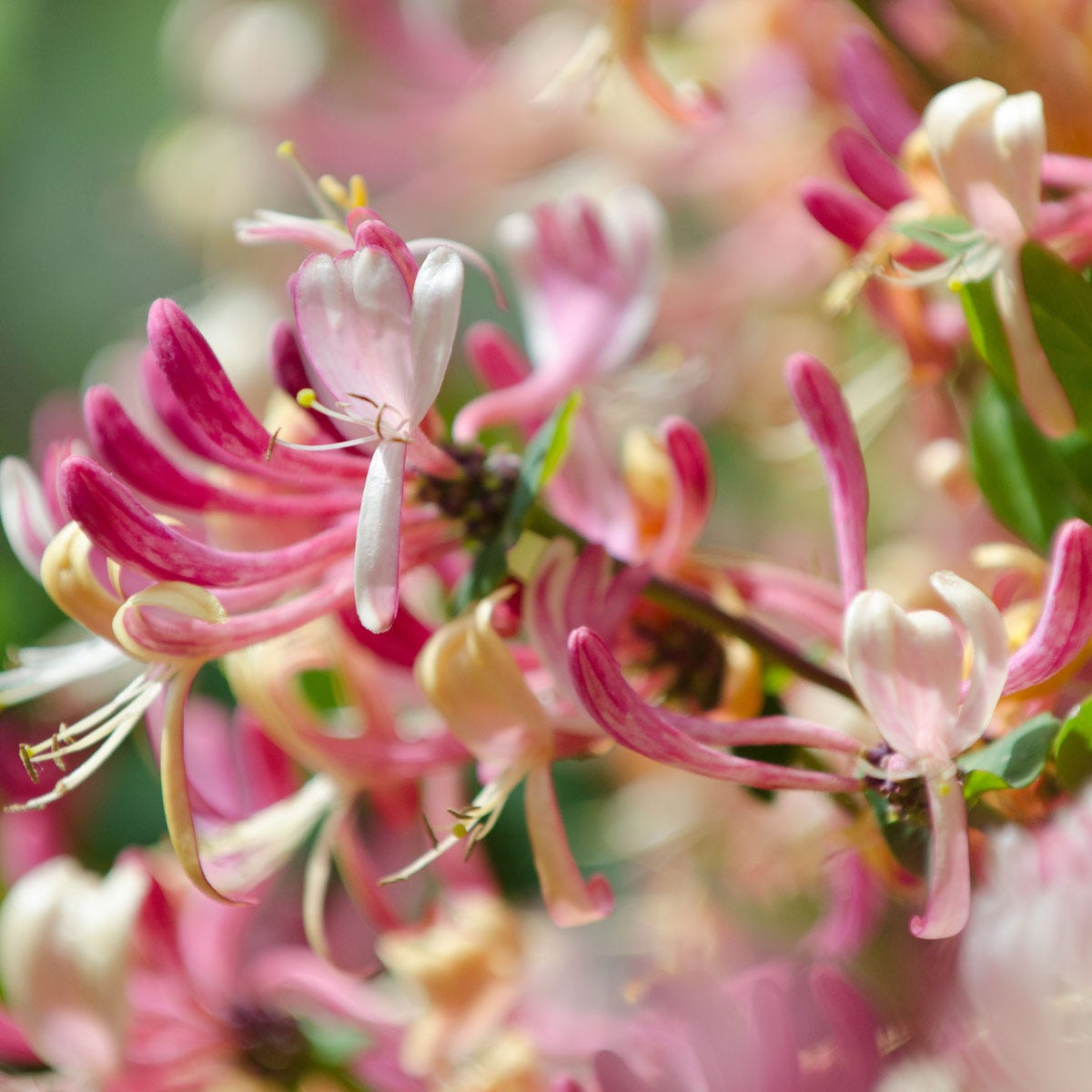 Japanese online honeysuckle perfume